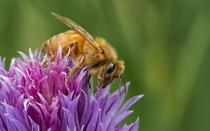 ▲变色龙资料图 &nbsp; 图片来源：视觉中国