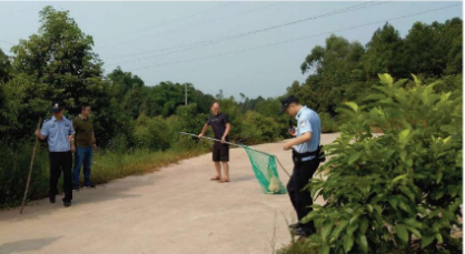 打狗队在处理犬只。&nbsp; 成都商报 图