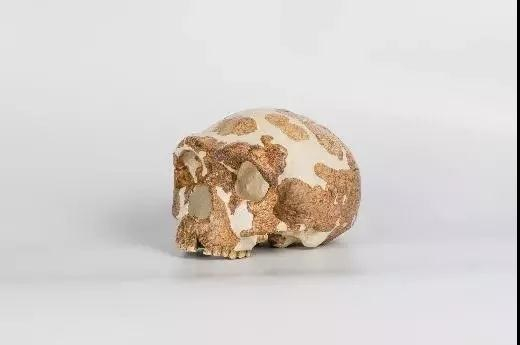 金牛山人头骨化石 旧石器时代早期 辽宁营口金牛山A点洞穴