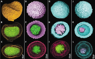 　　上图古球蛋化石厚囊包及其显微结构 下图寒武纪早期宽川铺生物群中的古球蛋 （显微CT数据） 受访者供图