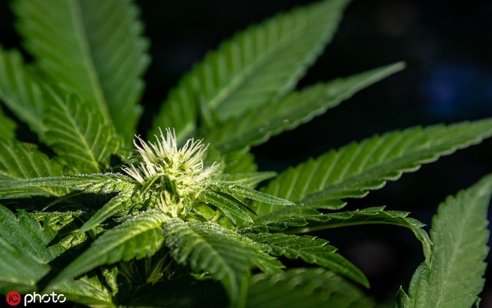  早期大麻 @IC Photo