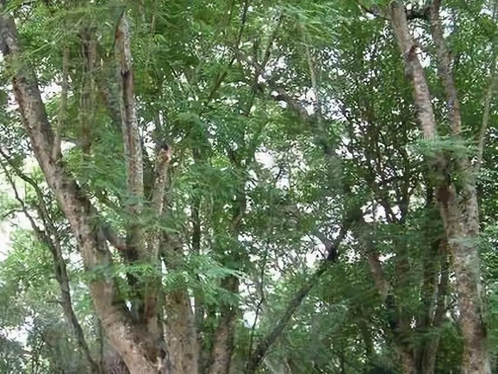 知识 ｜ 铁刀木与铁力木的区别