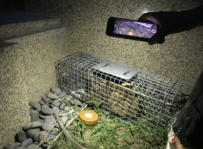 ▲丢失20天后，“球球”在食物的诱惑下钻进了捕猫笼。新京报记者祖一飞 摄