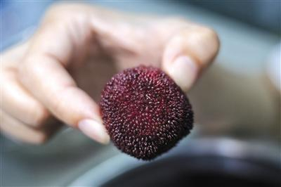 6月26日，被盐水浸泡后的杨梅，表面出现一条约两毫米长的白色小虫。新京报记者 王嘉宁 摄