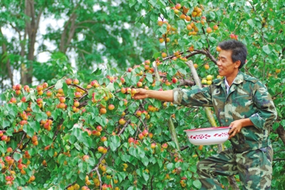 红梅杏喜获丰收
