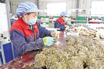 西吉县从艾草种植到加工销售，形成了全产业链