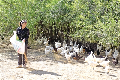 彭阳县的林下养殖