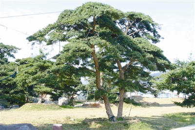 油杉树形优美、风姿绰约，是我国珍贵的园林绿化及优质用材树种