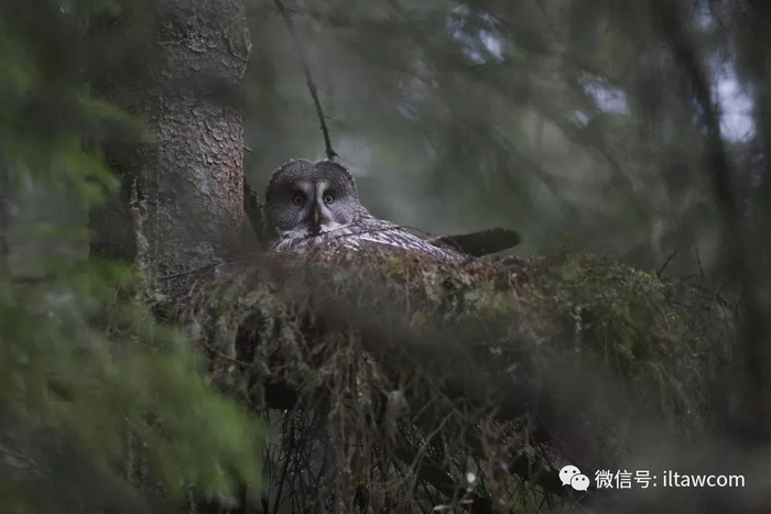 乌林鸮,猛禽中的第一大“圆脸”|猎物|白色|幼鸟|繁殖期|食物_新浪新闻