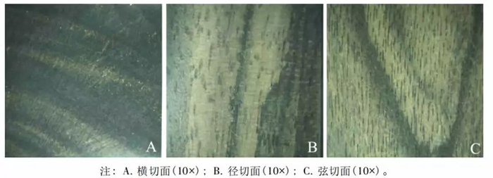 知识 | 乌木、条纹乌木和阴沉木有哪些区别?