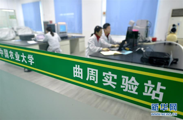  4月19日，中国农业大学学生在曲周实验站做实验。新华社记者 王晓 摄