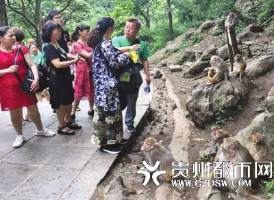 劝导员王先生（右）在耐心劝说游客不要近距离挑逗猕猴。 本文图片 贵州都市报数字报