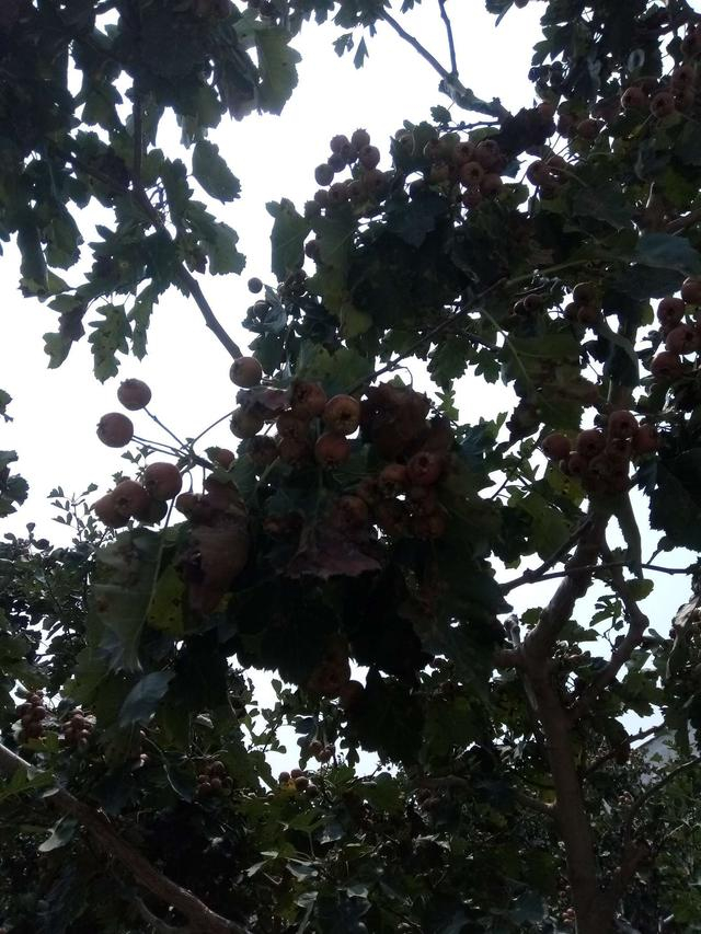 山楂树之恋小说