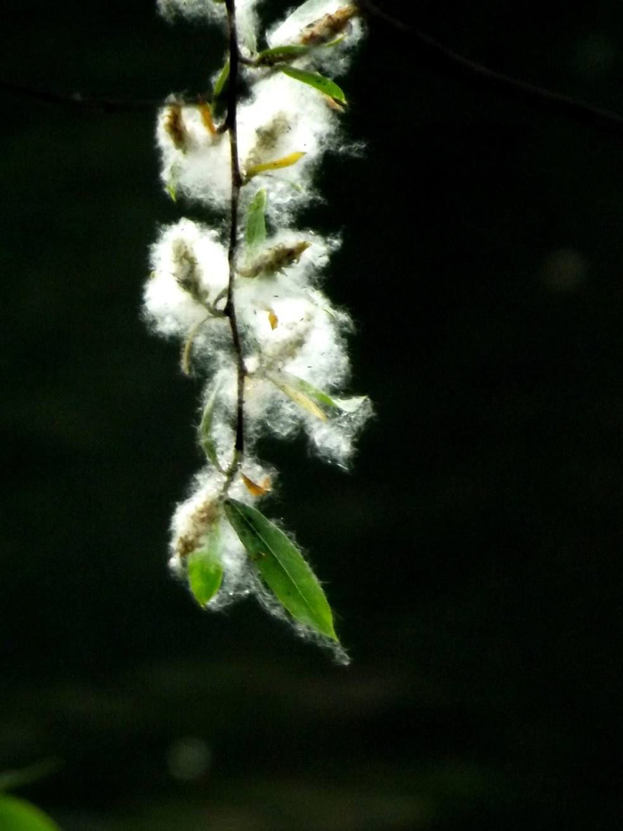 ▲雌柳树花序的“絮”更纤细、分散，可随风飘很远。