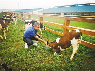 魏立华在君乐宝优致牧场。资料照片