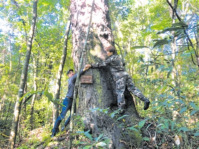 茶马古道西南桦古树（胸径140厘米）
