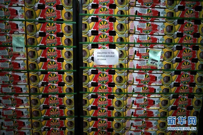 ▲在墨西哥米却肯州乌鲁阿潘市的一家牛油果装箱工厂，几百箱牛油果即将被运往中国。
