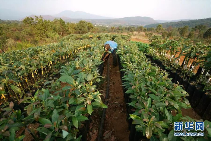 ▲一位农民在牛油果树苗旁劳作。