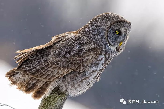 乌林鸮,猛禽中的第一大“圆脸”|猎物|白色|幼鸟|繁殖期|食物_新浪新闻