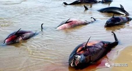 ▲海豚、海龟等尸体遍布附近的海岸线