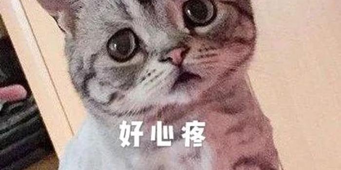 猫腹痛的姿势图片图片