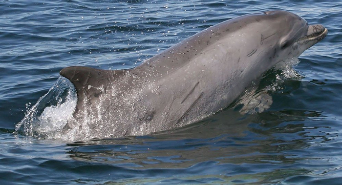 资料图（俄罗斯卫星网）