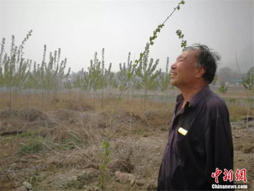 贾文其还在河梯地上种了数千棵杨树。李晓伟摄