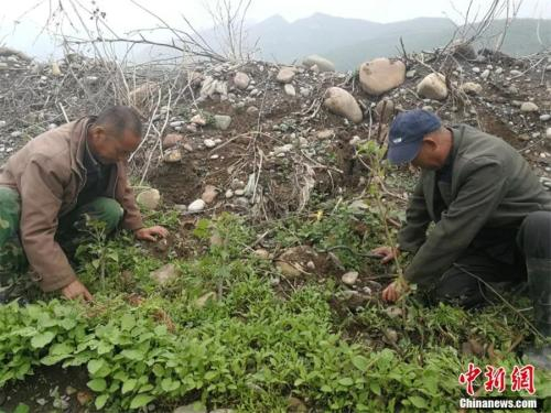 贾海霞和新搭档贾红旗为杨树苗除草。李晓伟摄