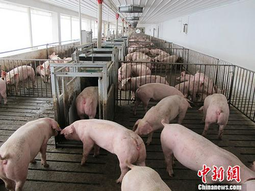 资料图：养殖场。 中新社记者 林浩 摄