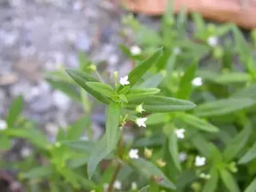 客家人煲汤常用的药根，都是宝贝赶紧收藏