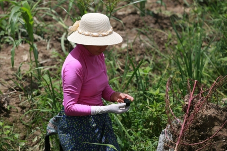 勐遮镇村民幸运捡到陨石。