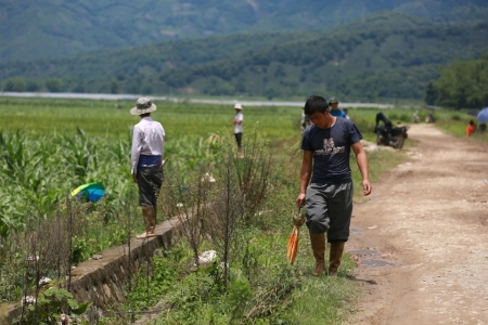6月6日，云南勐海县勐遮镇的田地间仍有不少寻找陨石的人。