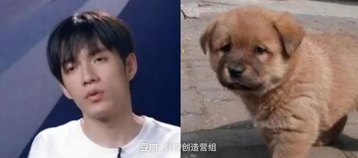 把顶流爱豆卷入battle的“猪咪”到底是什么？