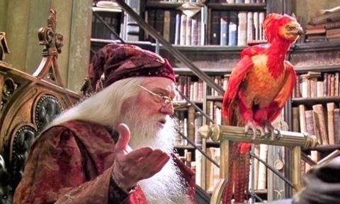 《哈利·波特》剧照中的邓布利多和凤凰。 图片来源：网络