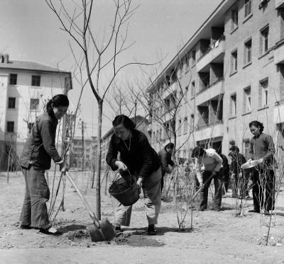 ▲虎坊路居民正在给树苗浇水松土，图片拍摄于1961年。