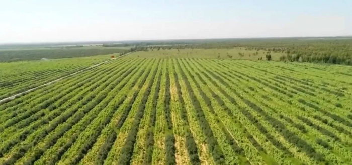 ▲新华社报道截图