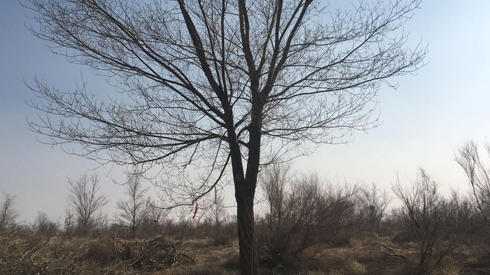 王银吉种下的第一棵树，20年后长成了这片植被中最高的一棵。新京报记者 张羽 摄
