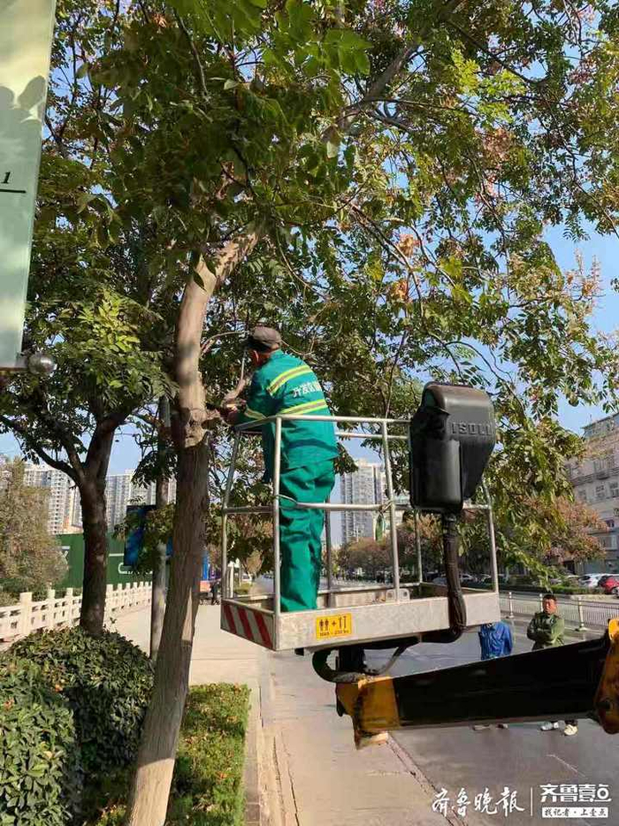 菏泽市开发区园林集中清理遮挡监控摄像头树枝树叶