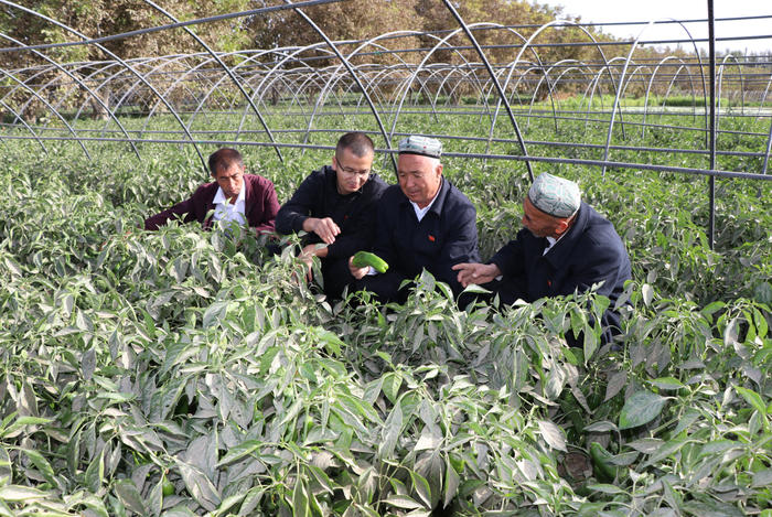 赛迪（左二）在辣椒地了解辣椒长势