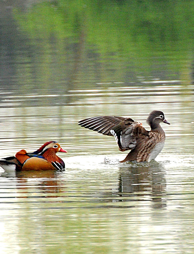  苏州拙政园内的一对鸳鸯在池塘里追逐。（新华社）