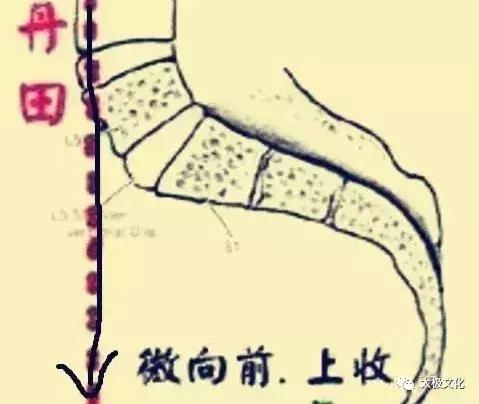 太极拳的金三角——丹田、命门与尾闾