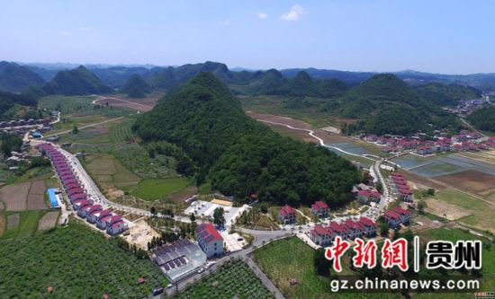 贵州安顺大坝村:一颗金刺梨 一条乡村振兴之路