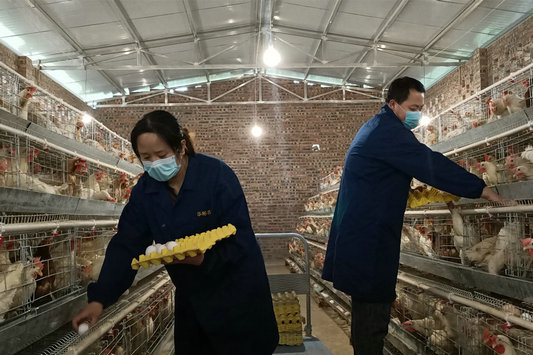 瞄准市场养蛋鸡