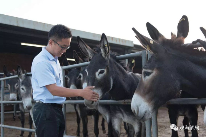 （东阿黑毛驴）