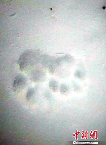  雪地上留下清晰的虎印 天桥岭林业局供图