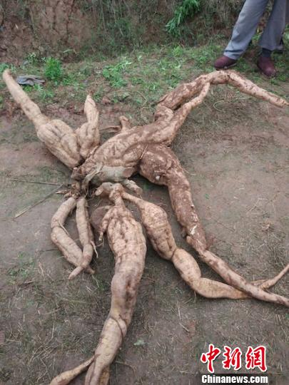  巨大的野生“葛王”。　尧理 摄