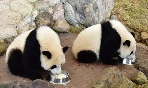 ▲“樱浜”和“桃浜”