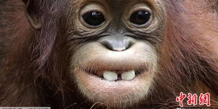 笑一个!红毛猩猩幼崽咧嘴露出大板牙
