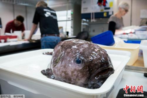　　研究团队去年从海平面下4800米捕获逾4.2万只深海生物，其中包括2003年在新西兰外海被发现的“世界最丑动物”Mr.Blobby的“表弟”。