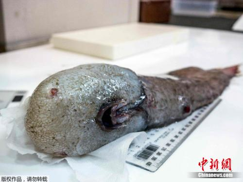 无脸鱼身长约40公分，在4000米的深海生活。